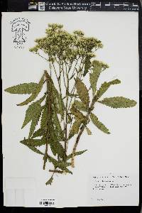 Eupatorium album image