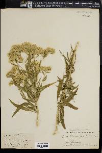 Eupatorium altissimum image