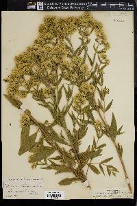 Eupatorium altissimum image