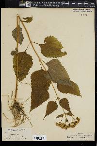 Ageratum altissima image