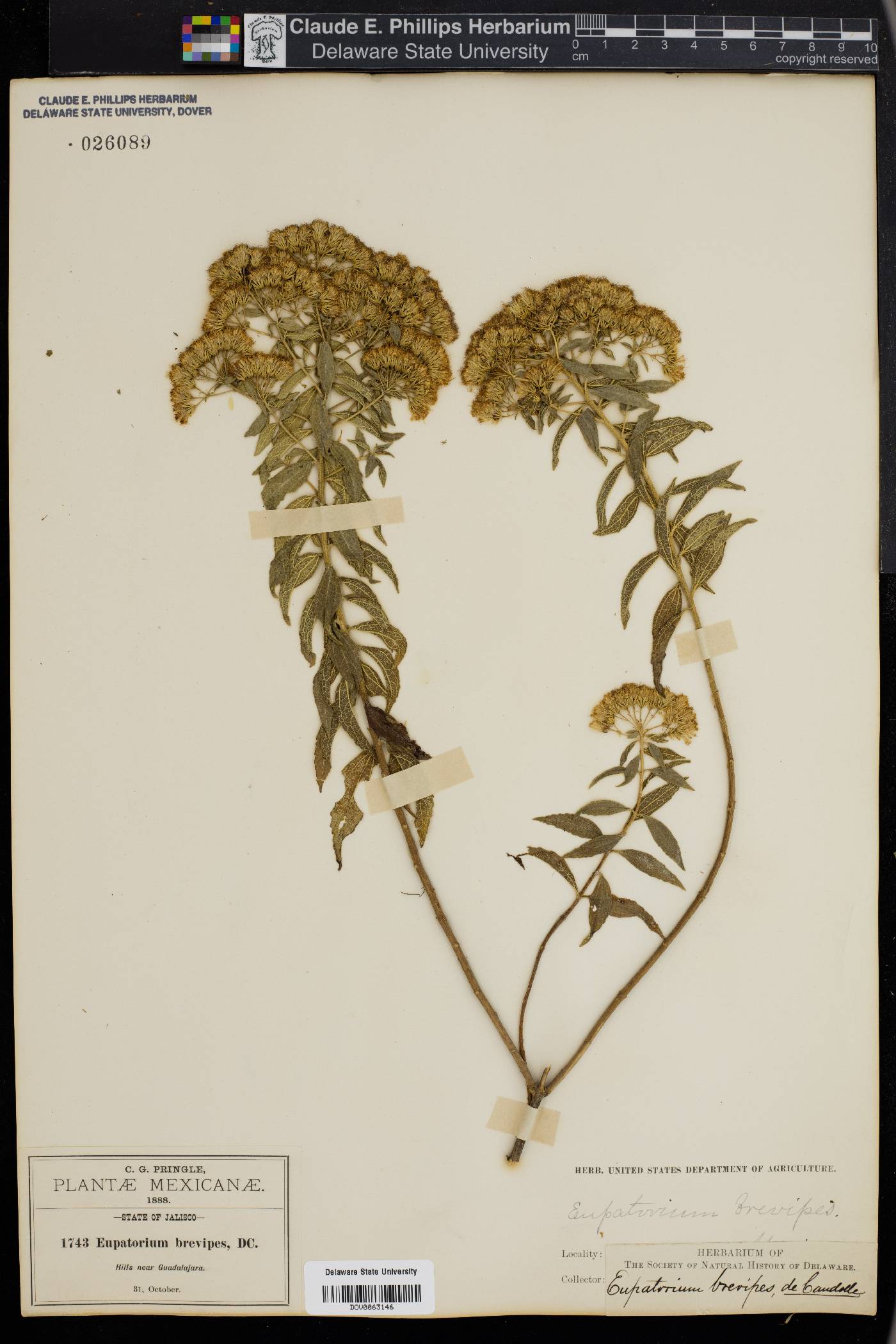 Eupatorium brevipes image