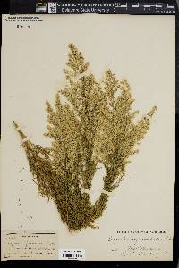 Eupatorium capillifolium image