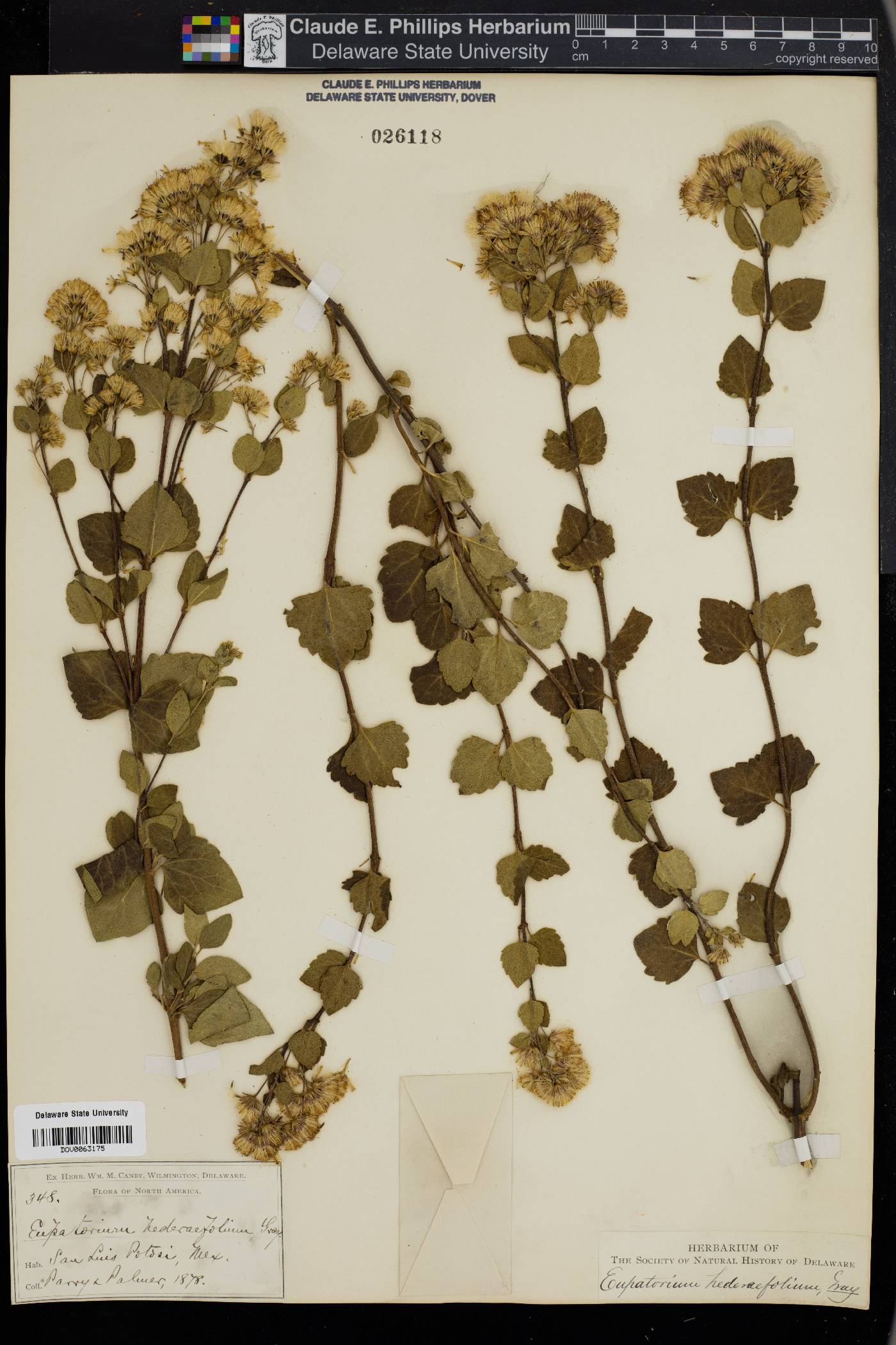 Ageratina hederaefolia image