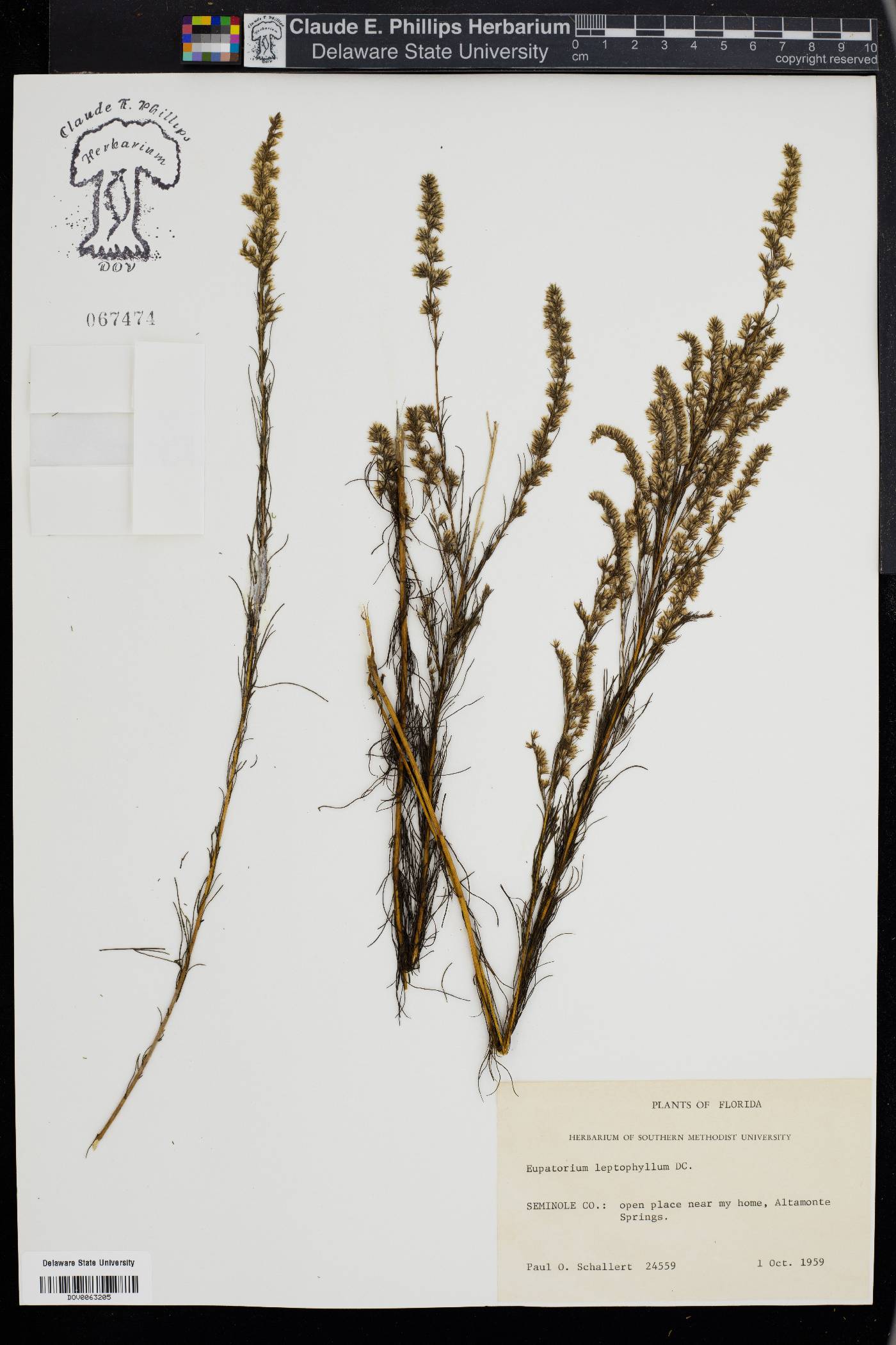 Eupatorium leptophyllum image