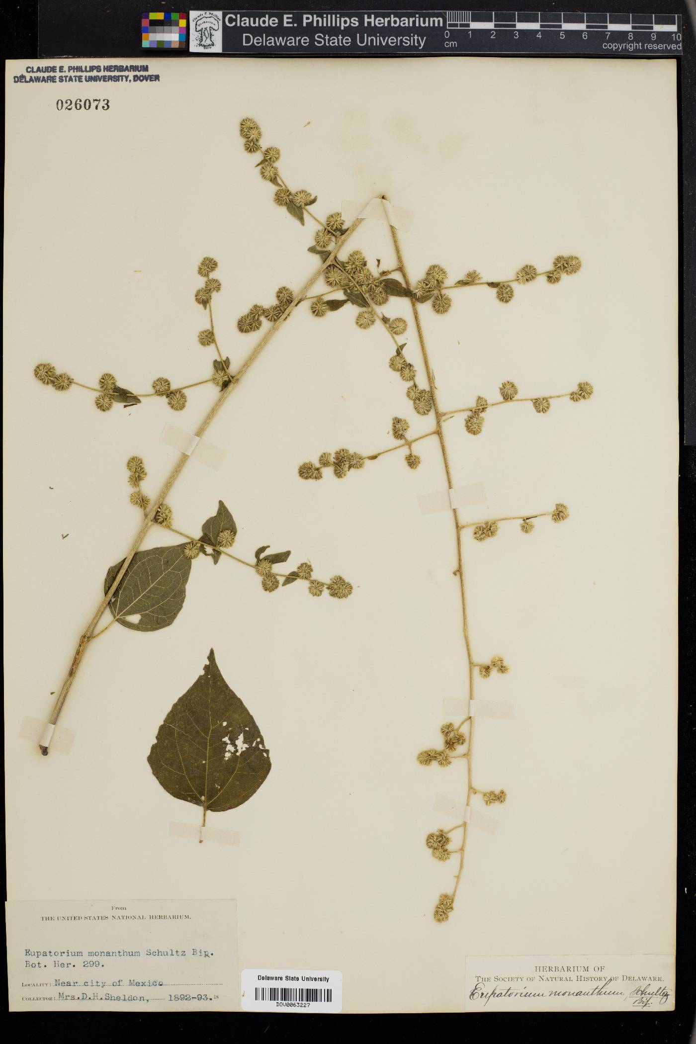Eupatorium monanthum image