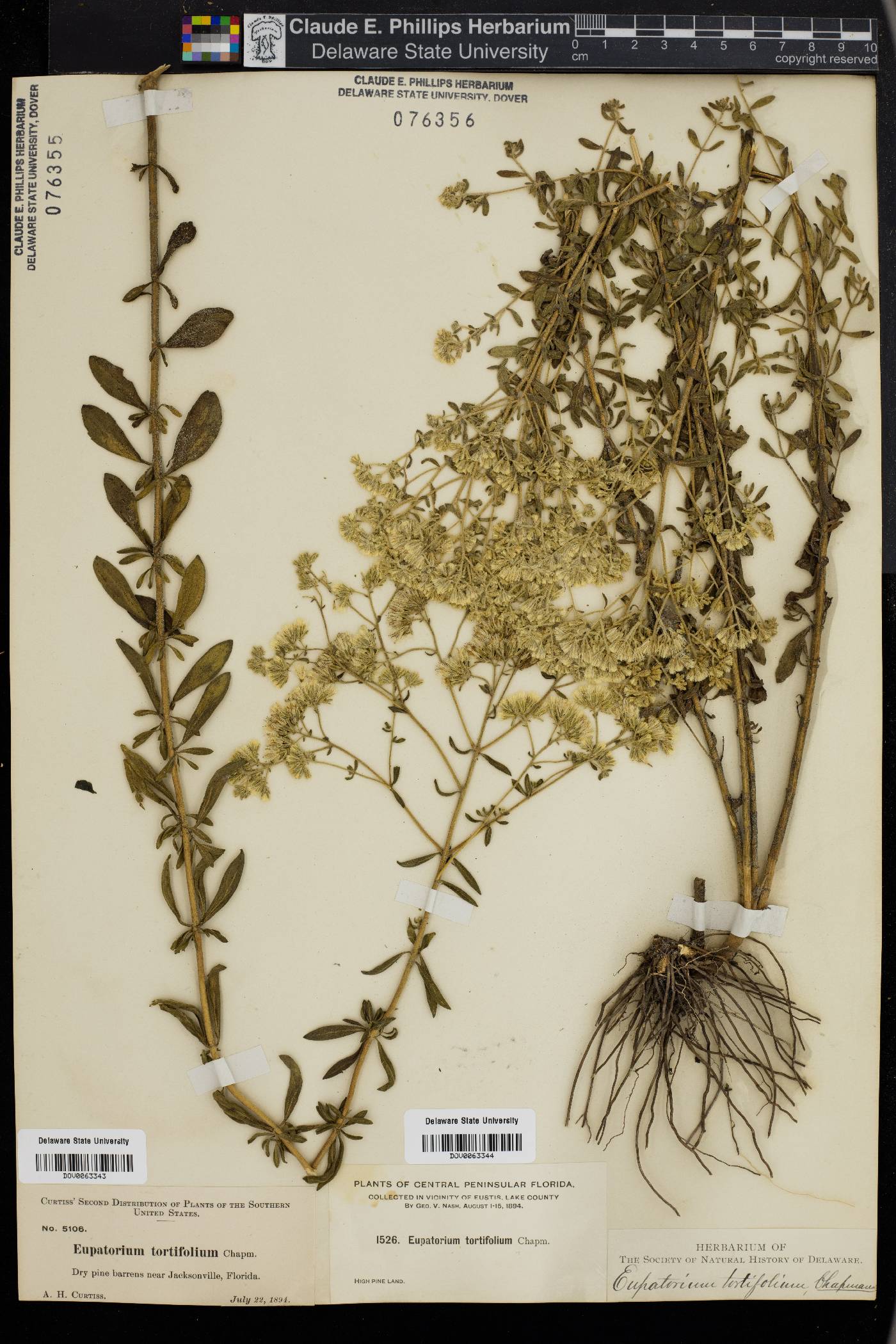 Eupatorium tortifolium image