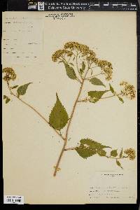 Eupatorium urticaefolium image