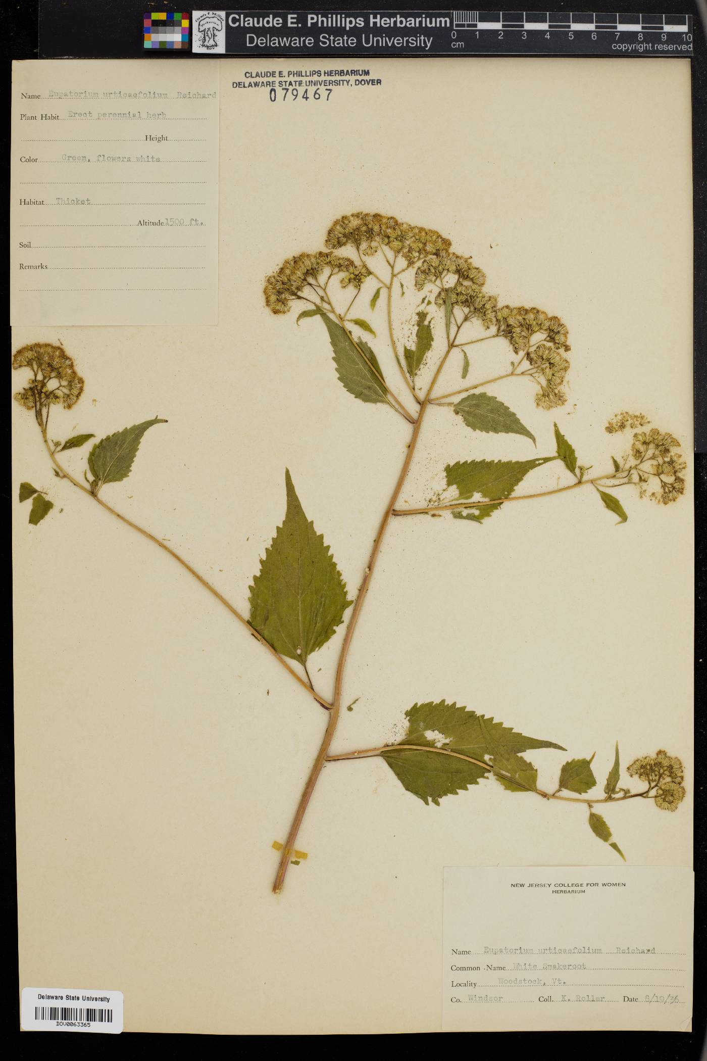 Eupatorium urticaefolium image