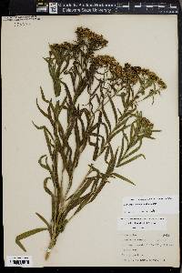 Euthamia lanceolata image