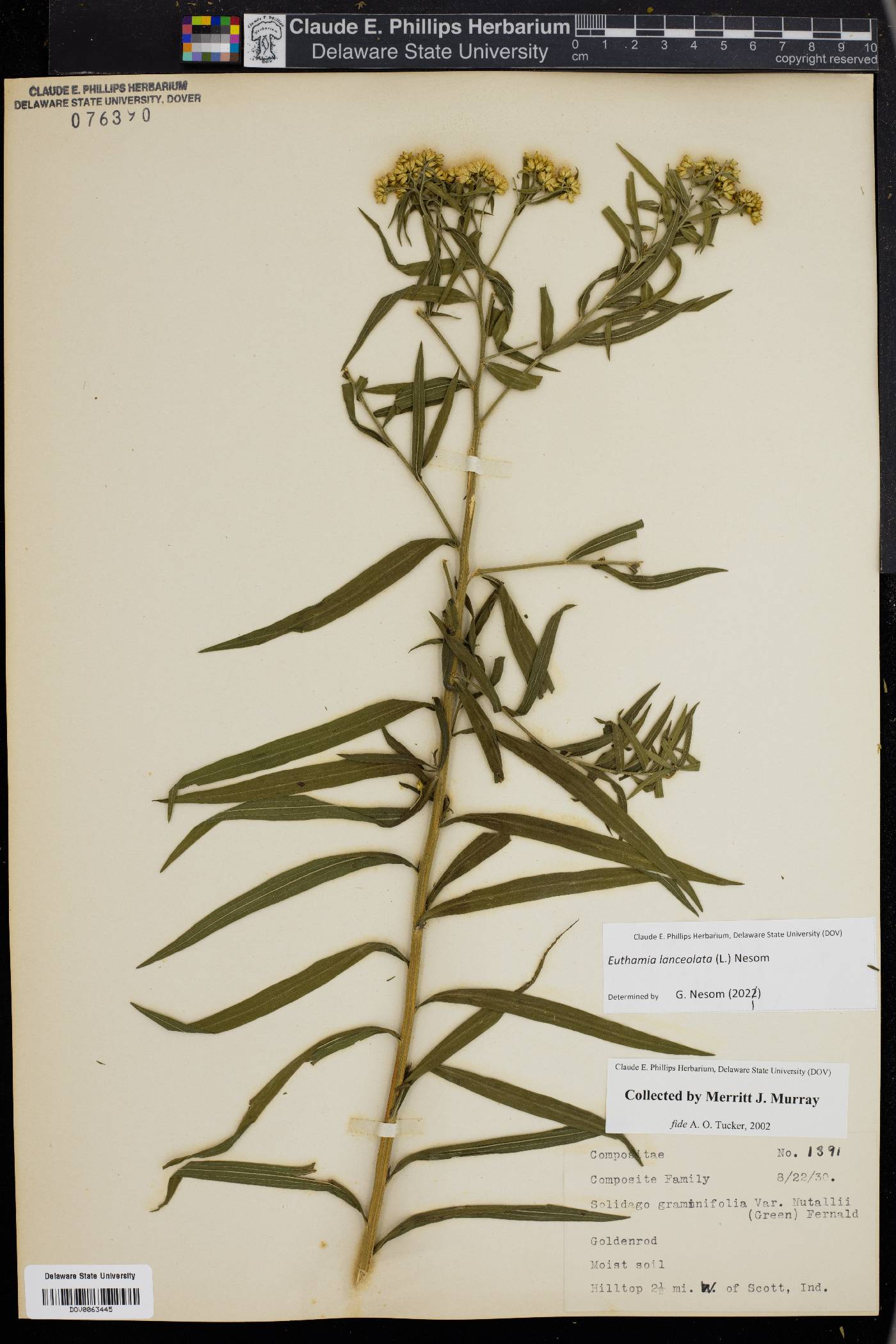 Euthamia lanceolata image