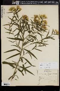 Euthamia lanceolata image