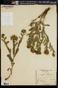 Grindelia camporum image