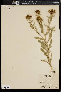 Grindelia camporum image