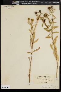 Grindelia pulchella image