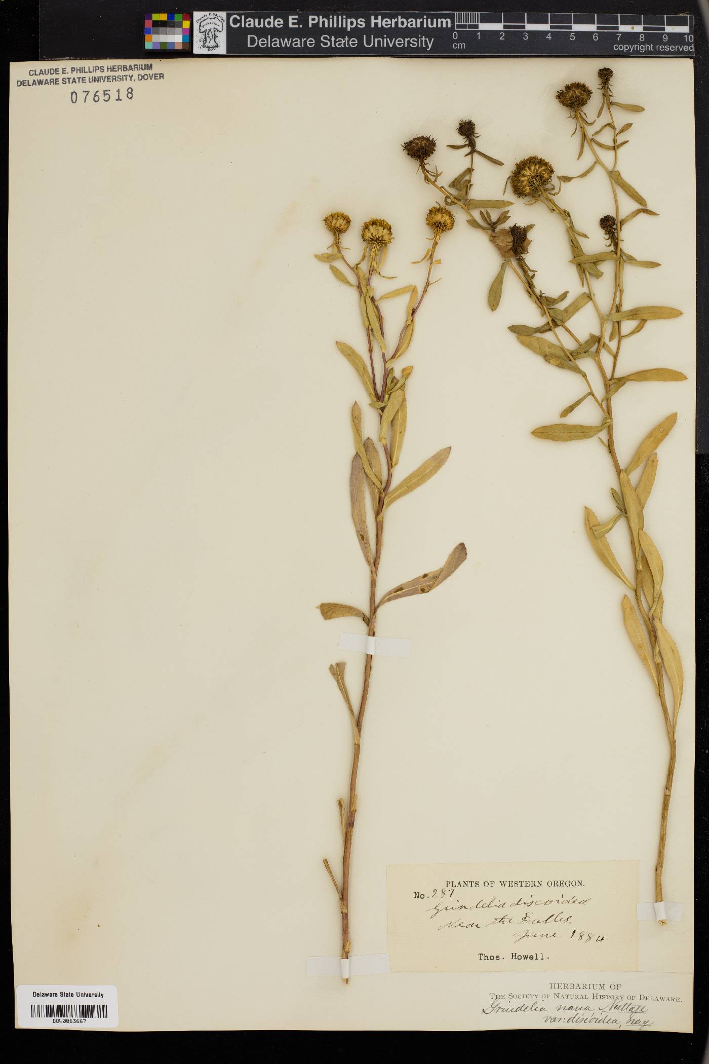 Grindelia pulchella image