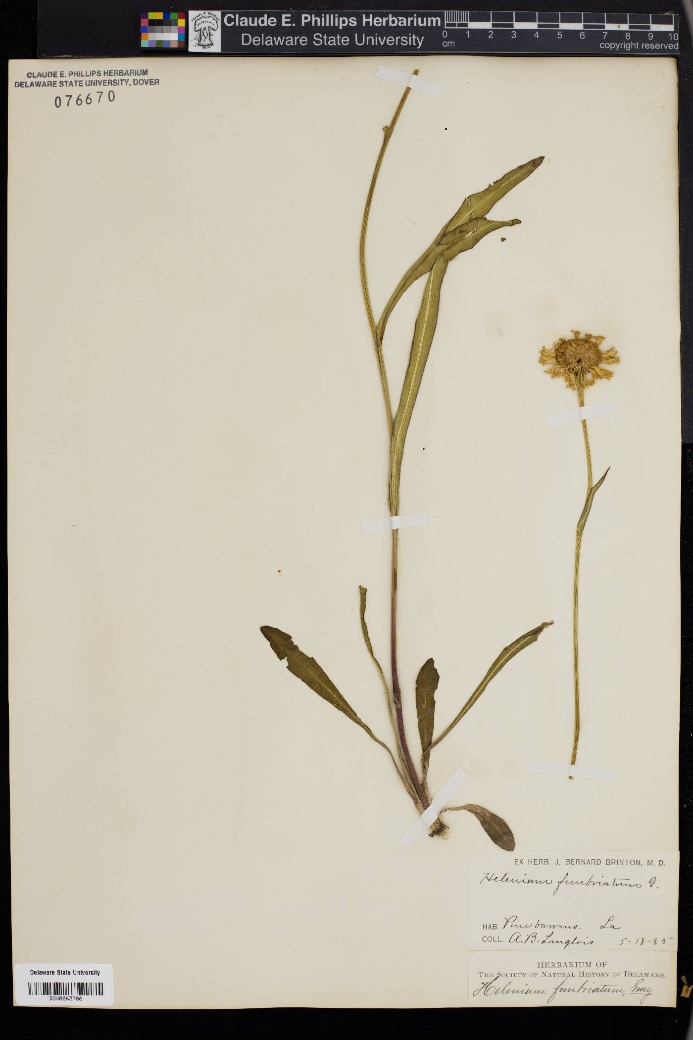 Helenium fimbriatum image