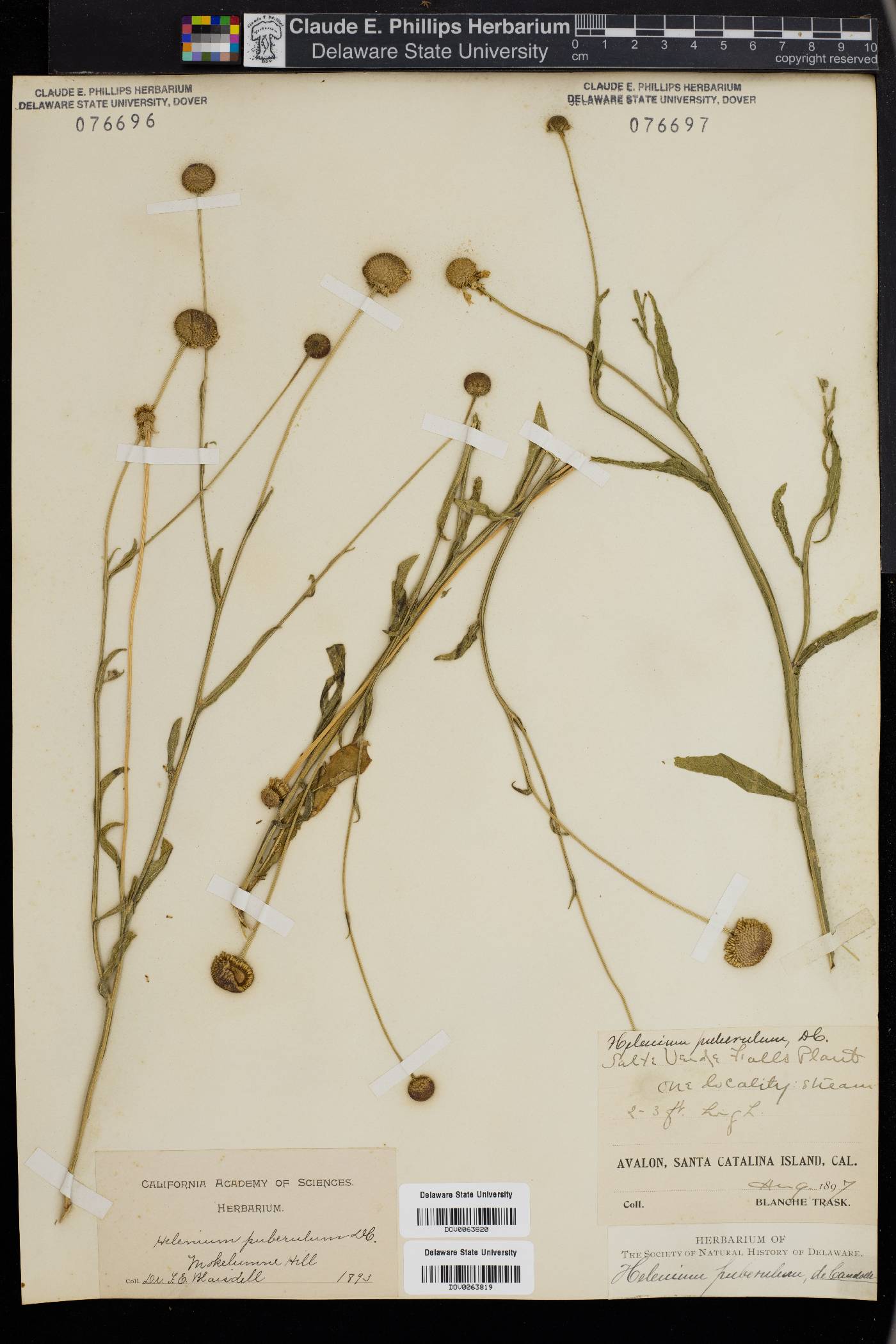 Helenium puberulum image