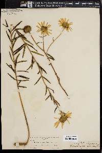 Helianthella grandiflora image