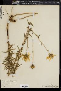 Helianthella grandiflora image