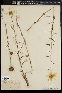 Helianthella tenuifolia image