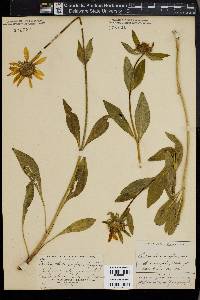 Helianthella uniflora image