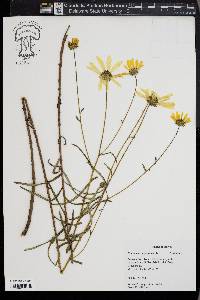 Helianthus angustifolius image