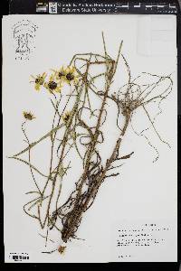 Helianthus angustifolius image