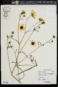 Helianthus angustifolius image