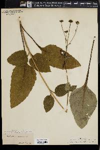 Helianthus atrorubens image