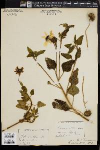 Helianthus debilis image