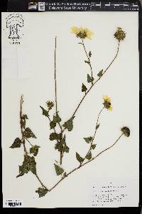 Helianthus debilis image