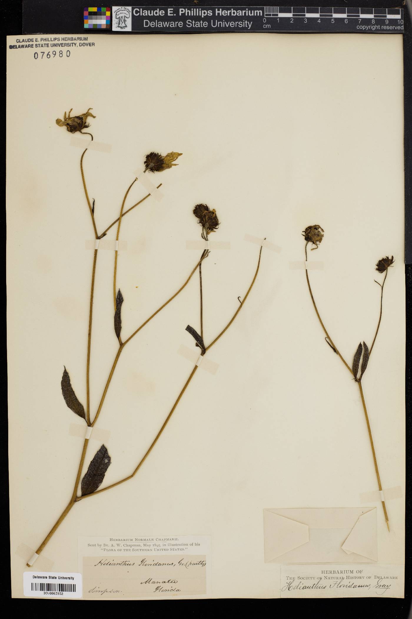 Helianthus floridanus image