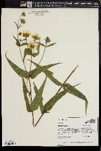 Helianthus hirsutus image