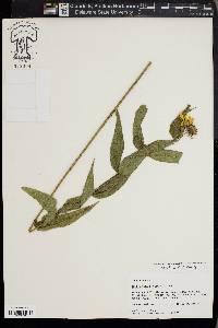 Helianthus hirsutus image