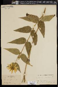 Helianthus strumosus image