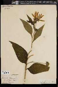 Helianthus tuberosus image