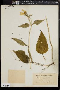 Bidens laevis image