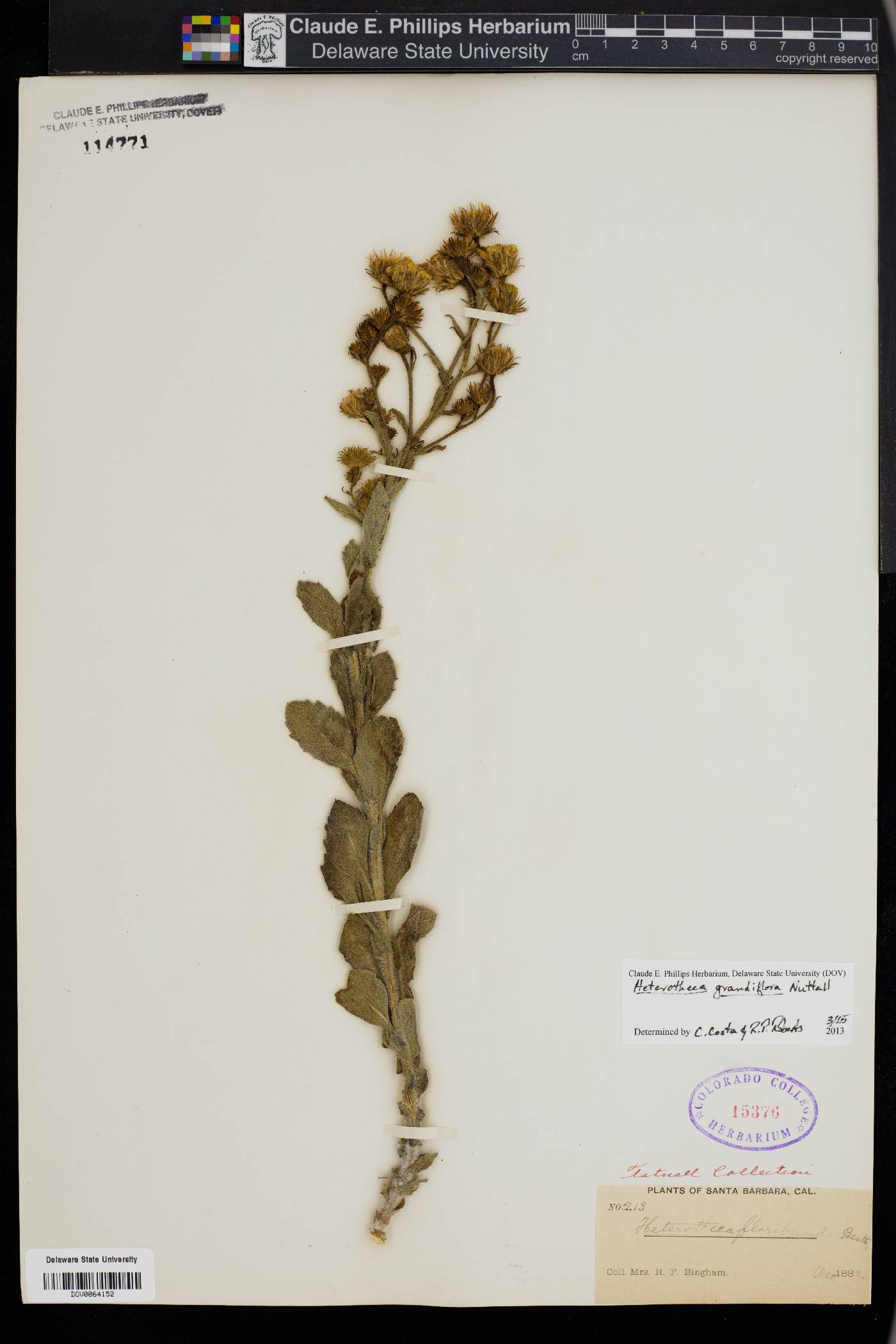 Heterotheca grandiflora image