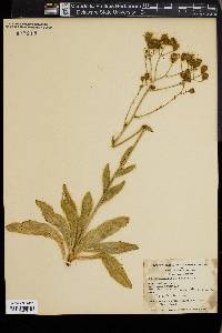 Hieracium albertinum image