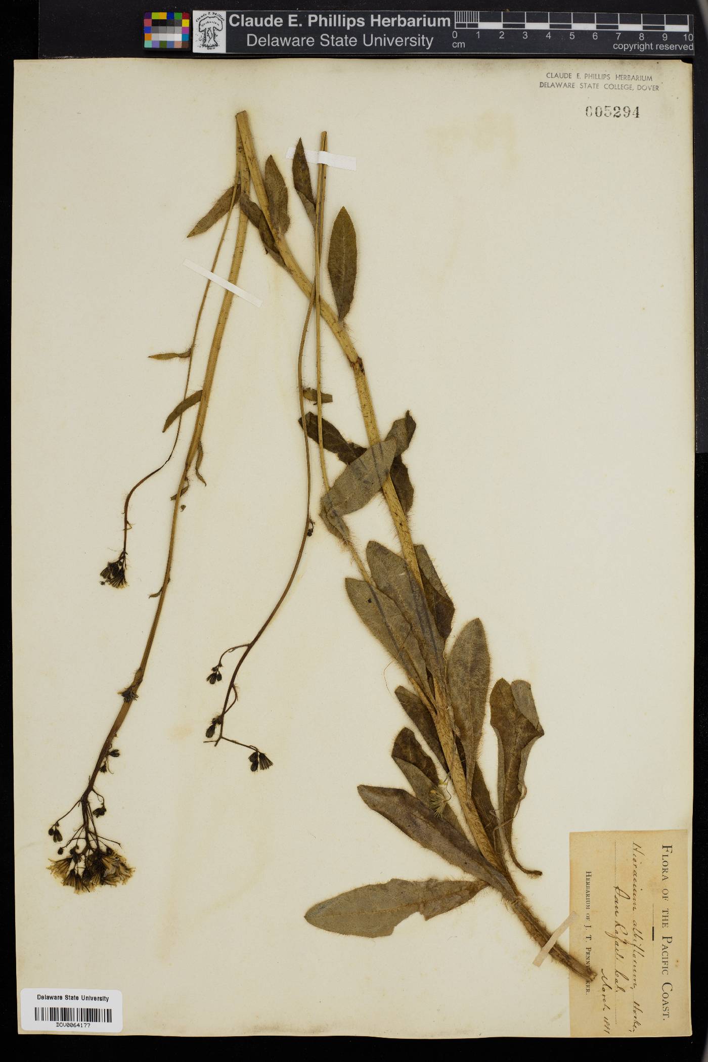 Hieracium albiflorum image