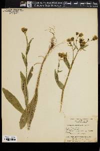 Hieracium chapacanum image