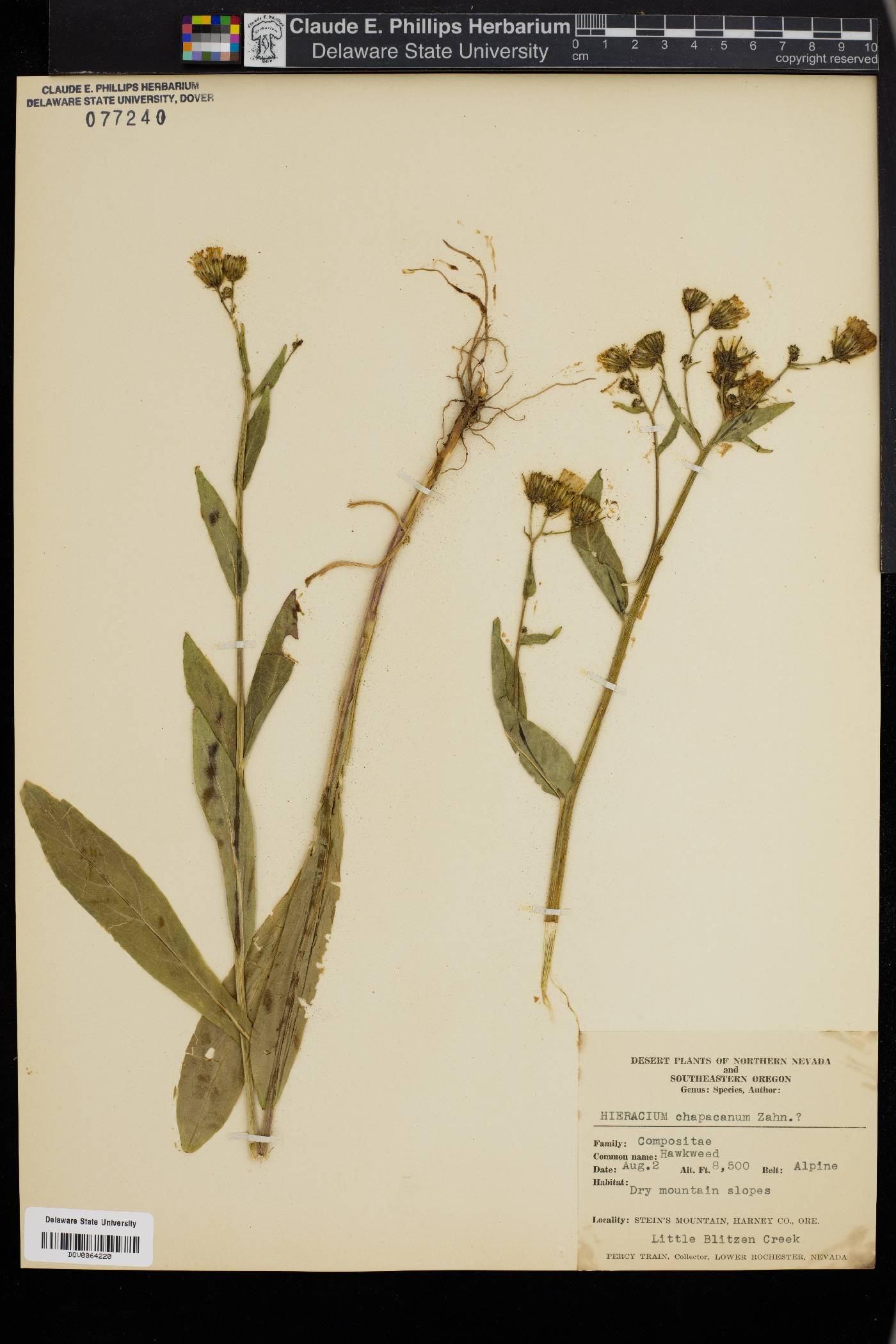 Hieracium chapacanum image