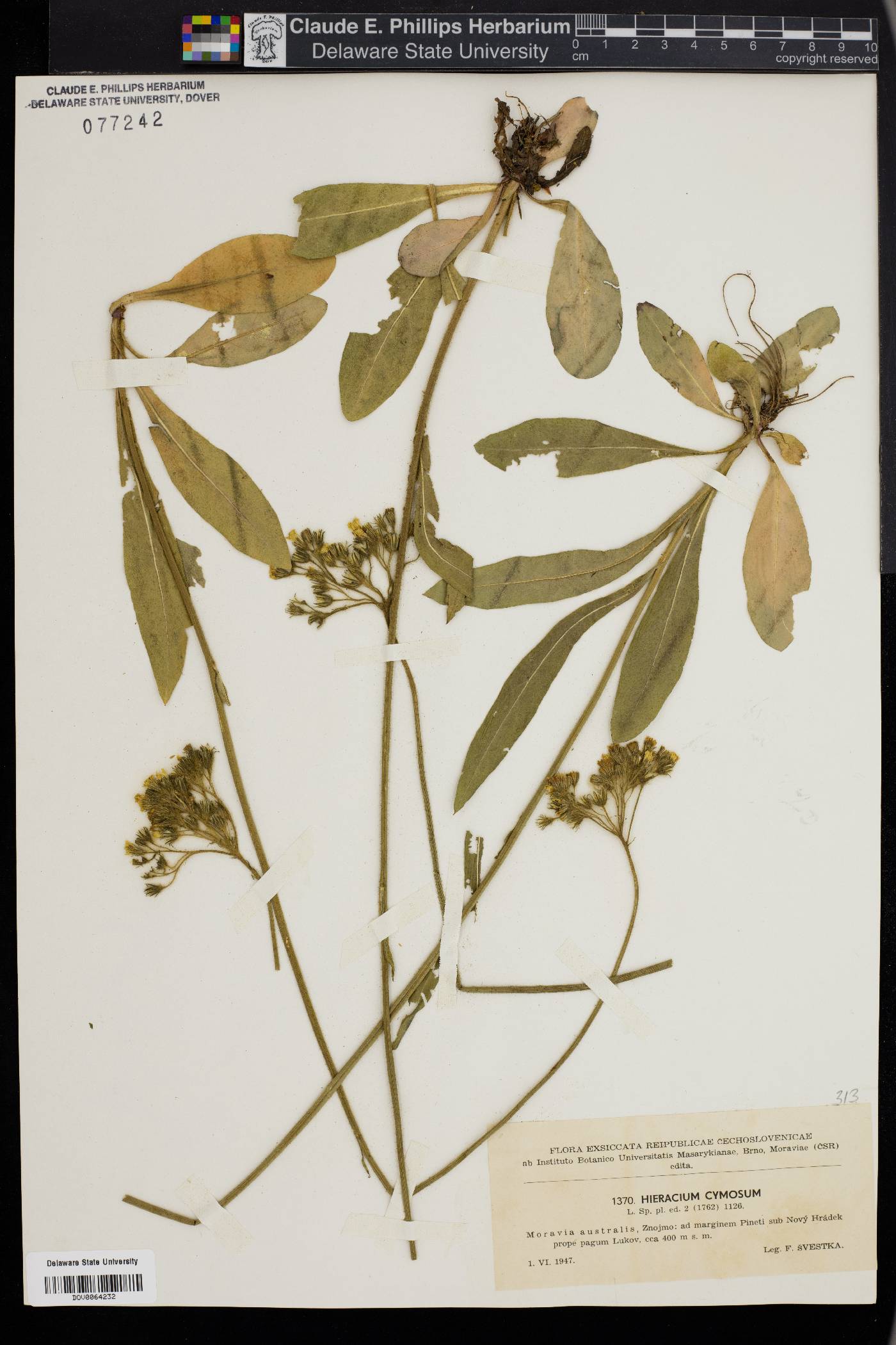Hieracium cymosum image