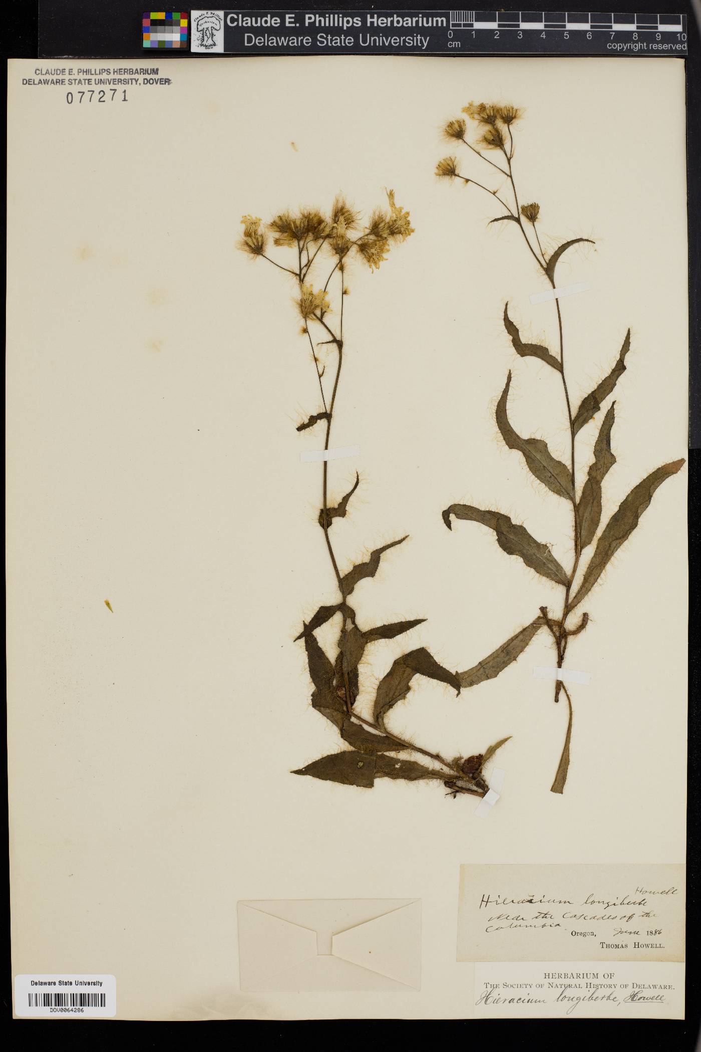 Hieracium longiberbe image