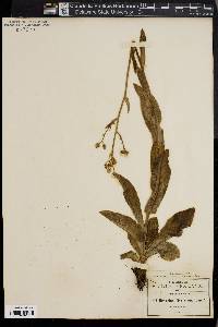 Hieracium mexicanum image