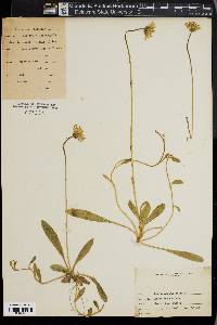 Hieracium pilosella image