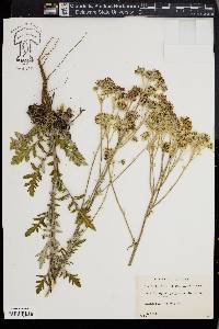 Hymenopappus scabiosaeus image