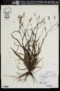 Lactuca graminifolia image