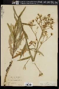 Lactuca tatarica var. pulchella image