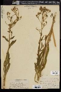 Lactuca tatarica var. pulchella image